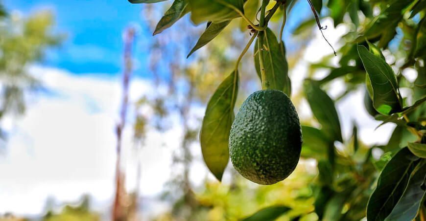 cultivo de palta Hass Perú