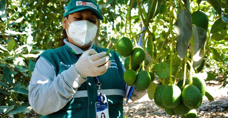 cultivo de palta Hass Senasa Perú