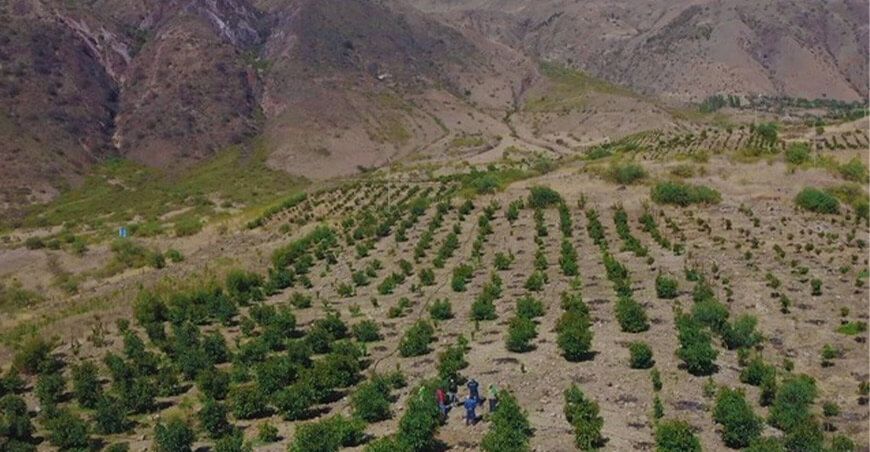 transfieren medio millón de soles para mejorar producción de palta