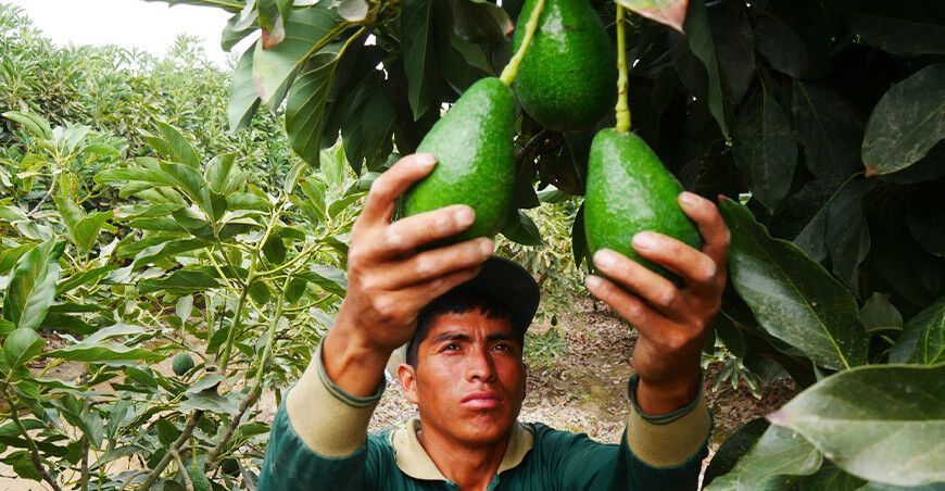 cultivo de palta Moro Ancash Sedir Perú