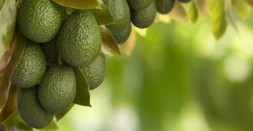 cultivo de palta Perú