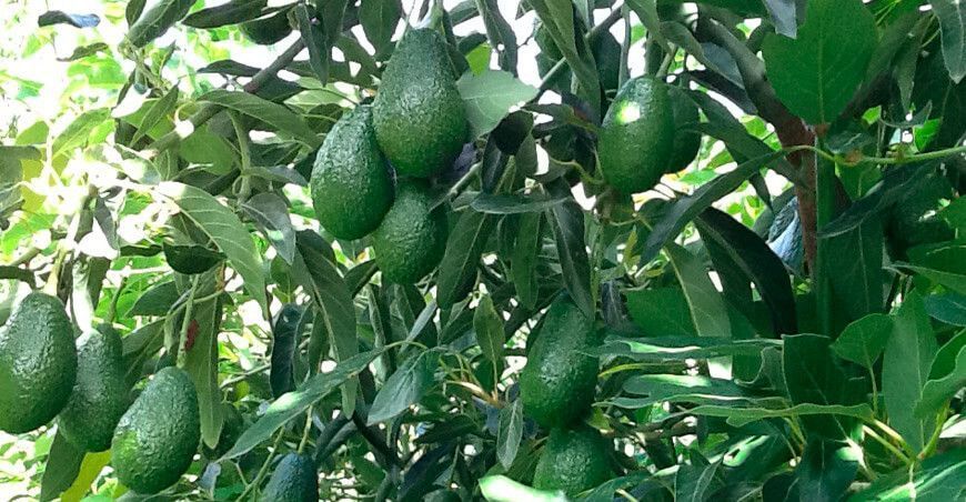 Tacna: Impulsarán producción de palto, naranja y trucha en Tacna