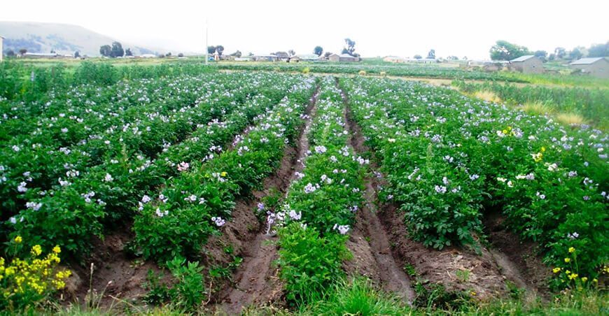 cultivo de papa en el Perú