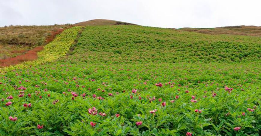 cultivo de papa en el Perú