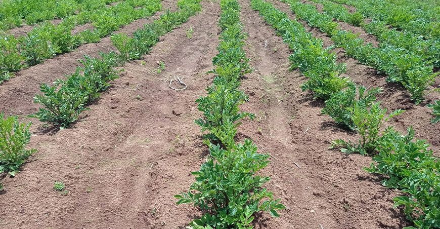 cultivo de papa Perú