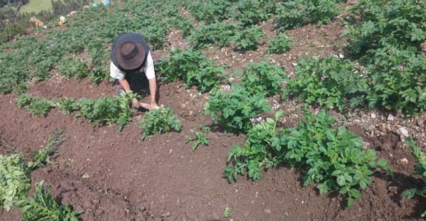 cultivo de papa Perú