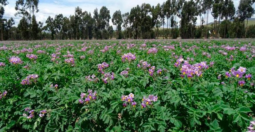 cultivo de papa en Perú