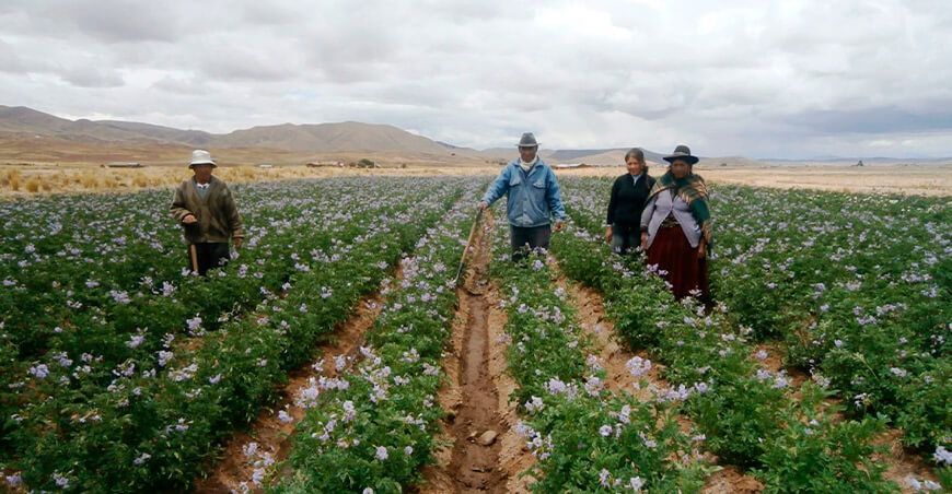 cultivo de papa en Puno, Perú