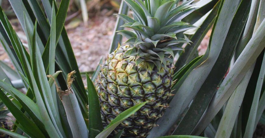 cultivo de piña Perú