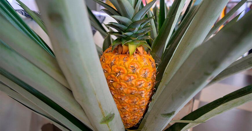 cultivo de piña Ucayali