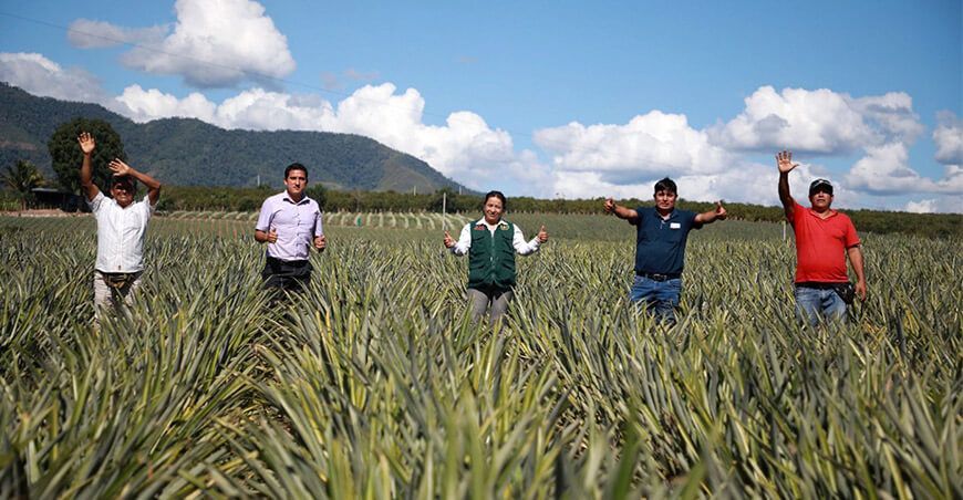 cultivo de piñas Junín Perú