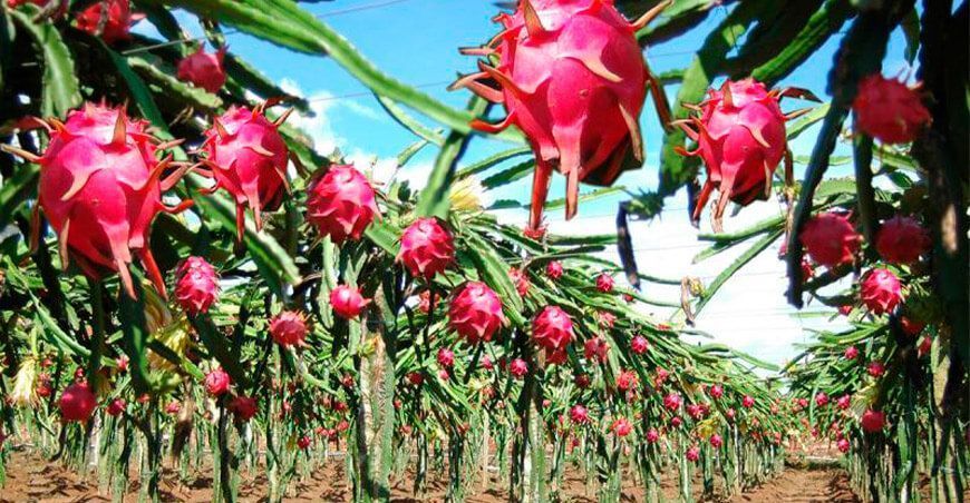 cultivo de pitahaya Arequipa