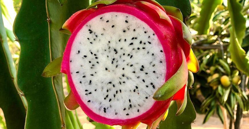 cultivo pitahaya Perú