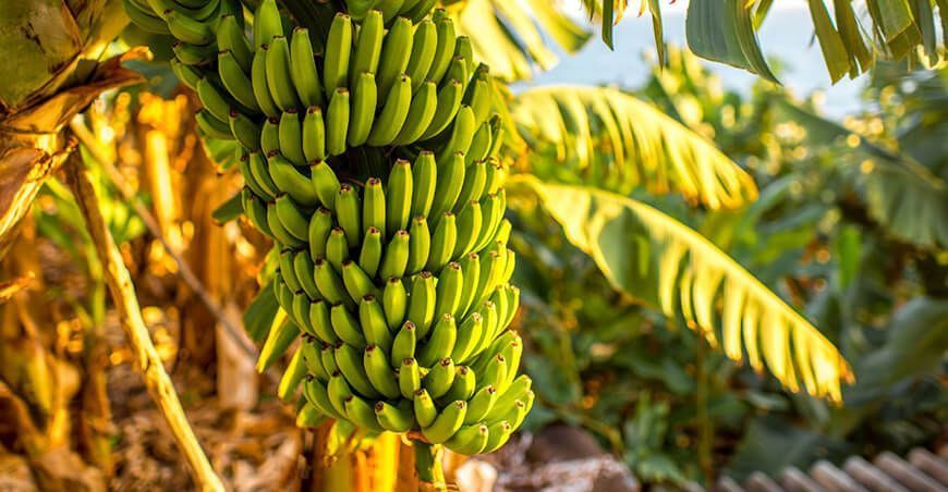 cultivo de plátano banano Perú