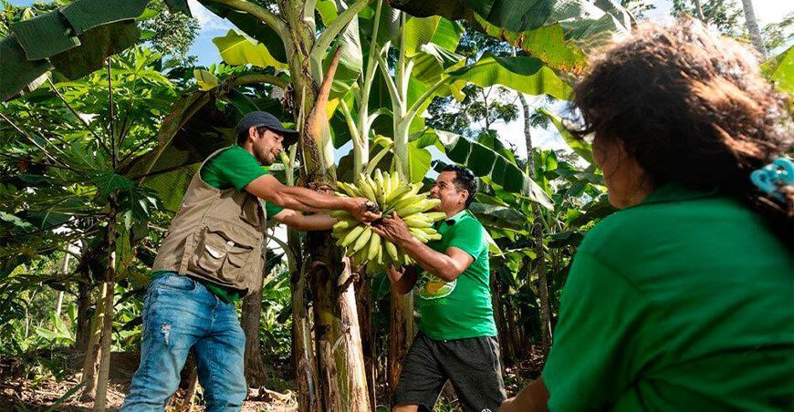 cultivo de plátano Perú