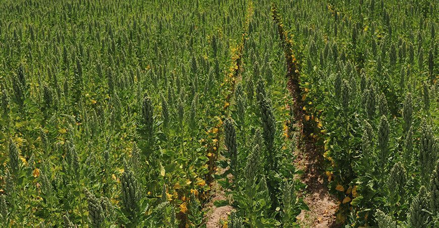 cultivo de quinua Perú