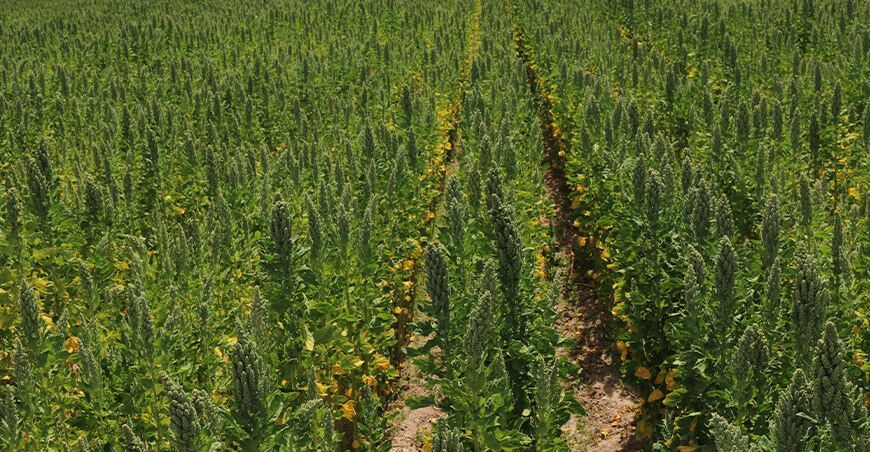 cultivo de quinua Perú