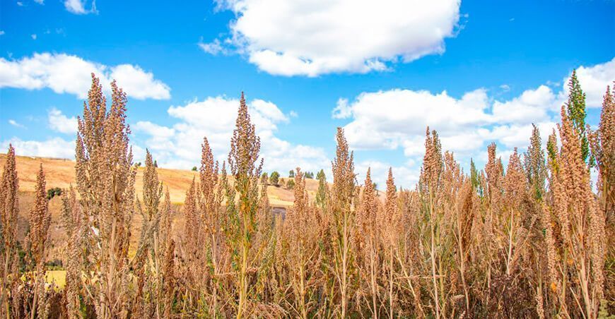 Pronóstico de riesgo agroclimático para el cultivo de quinua