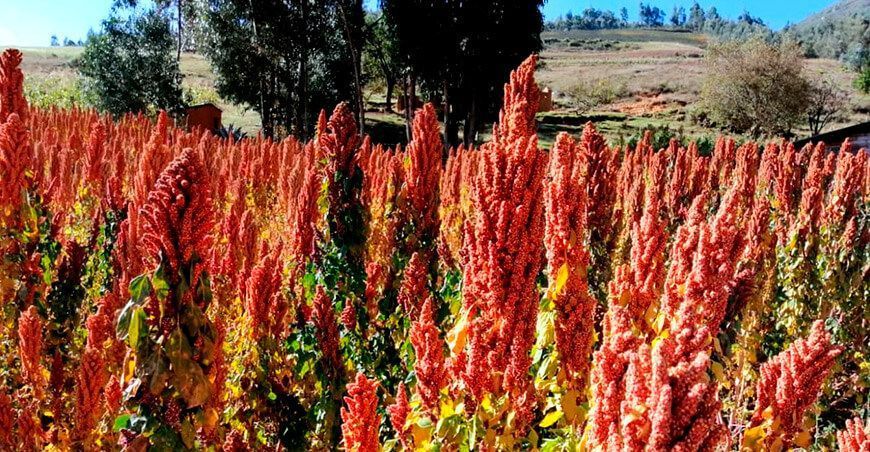 cultivo quinua