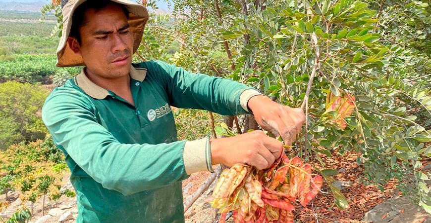 cultivo tara en el Valle Nepeña Áncash