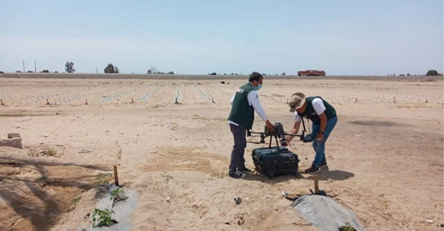 INIA analiza calidad de cultivos de tomate en Pisco