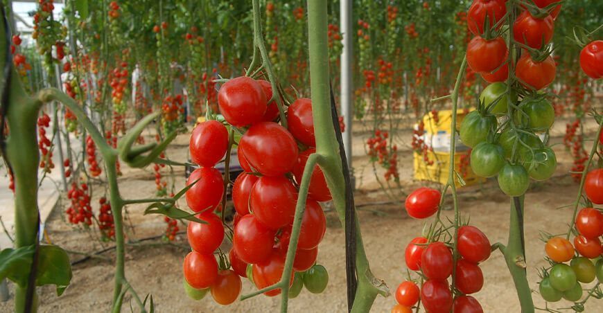cultivo de tomate
