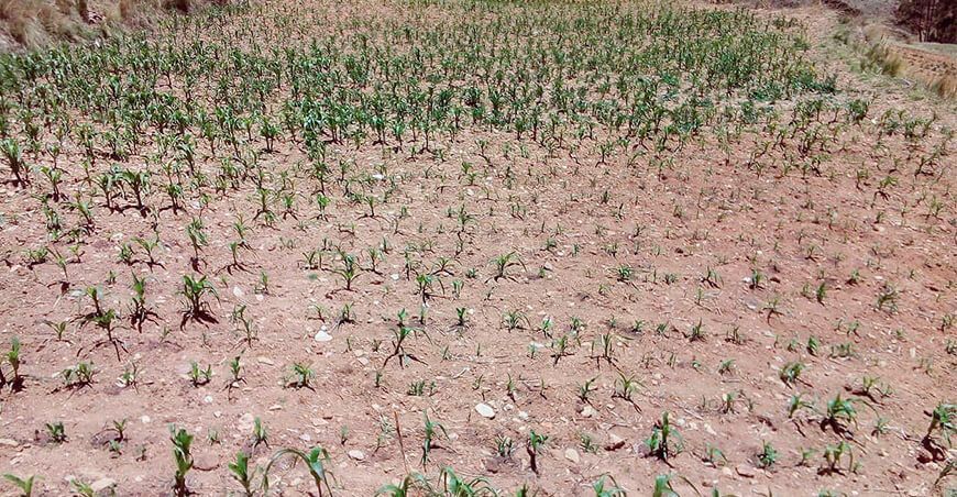 cultivos afectados por la sequía Puno