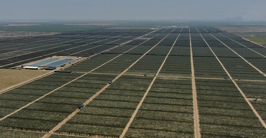 producción de cultivo de arándanos