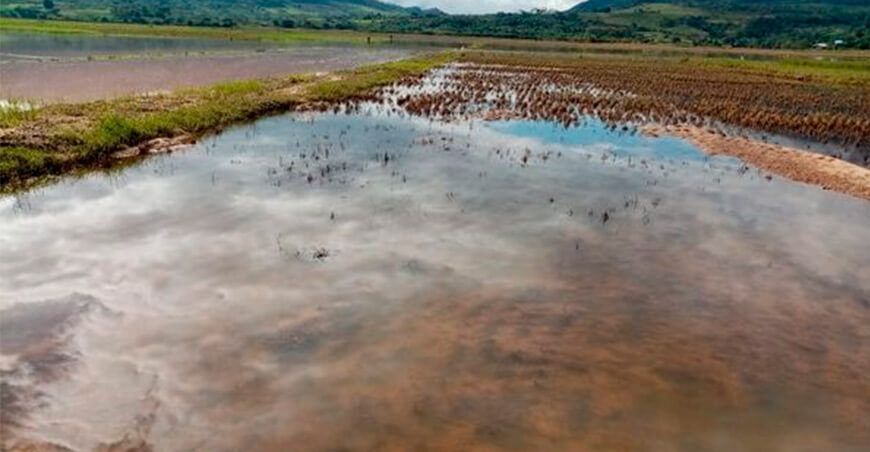 San Martín: Indemnizaron a productores que perdieron sus cultivos de arroz