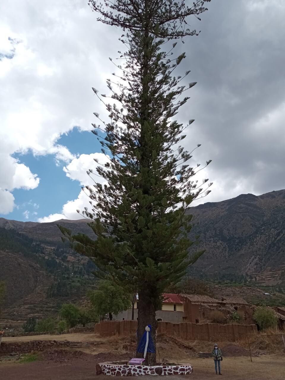 Cusco: cinco árboles distintivos de Calca son declarados como patrimoniales