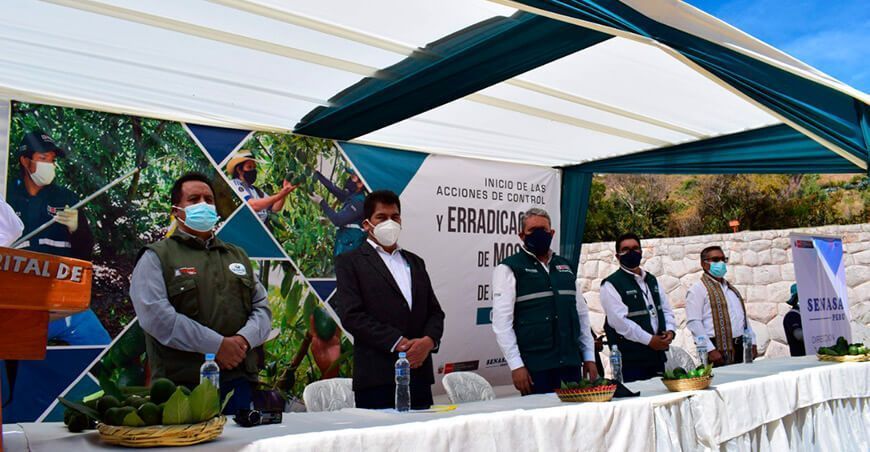 Erradicación mosca de la fruta en Cusco