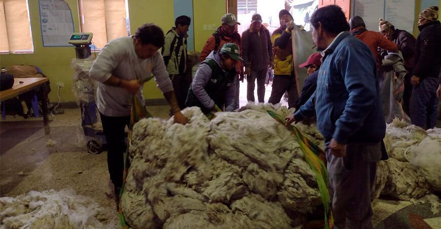 productores de Cusco comercializaron fibra de alpaca