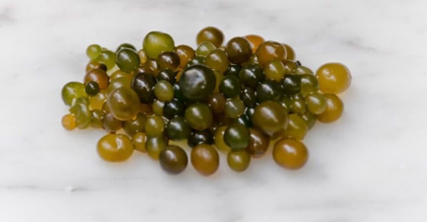 Nostoc (Nostoc sphaericum