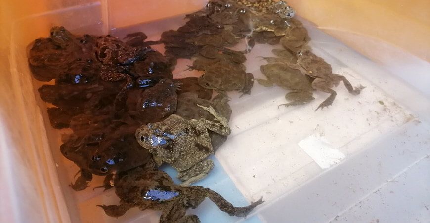 Decomisan 49 ranas gigantes que eran comercializadas en Arequipa