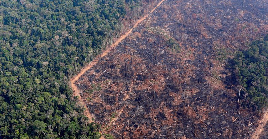 COP 26: países se comprometen a detener y revertir la deforestación en 2030