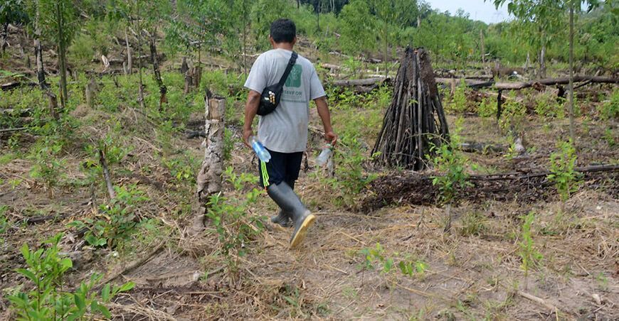 Deforestación de bosques Ucayali