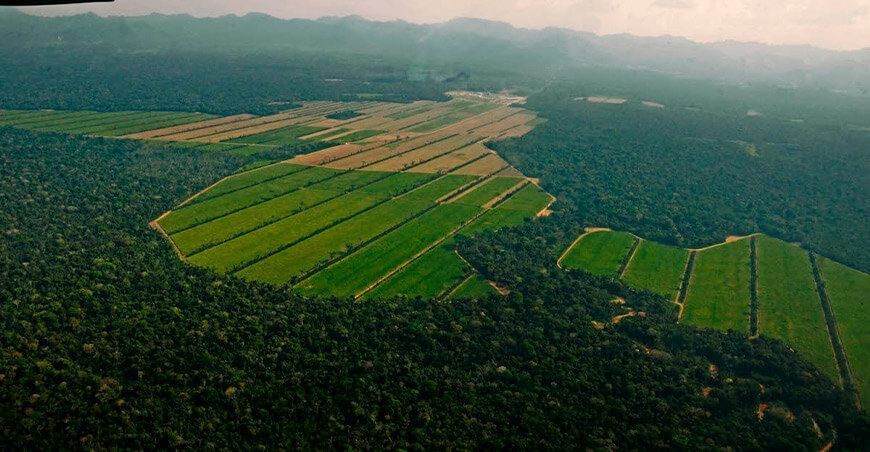 Expansión de las tierras de cultivo es la principal causa de la deforestación