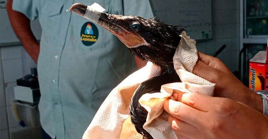 Derrame de petróleo: 50% de aves acogidas por el Parque de las Leyendas murieron