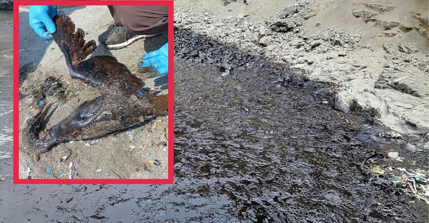 Serfor sanciona a Resol por la muerte y lesiones ocasionadas a la fauna silvestre