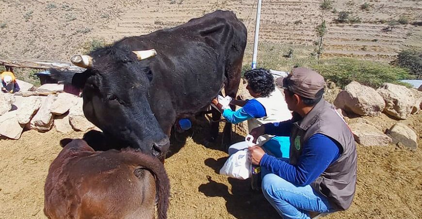 Realizan descarte de mastitis en ganado vacuno en Ayacucho