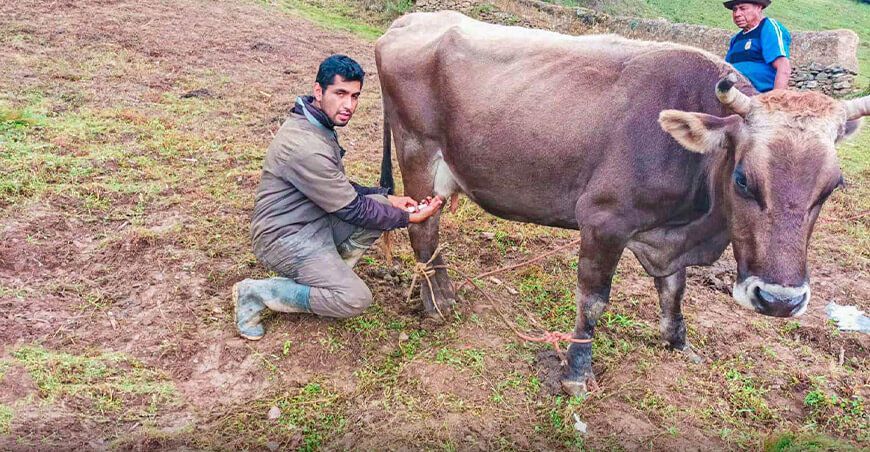 Descarte de mastitis ganado vacuno Huánuco