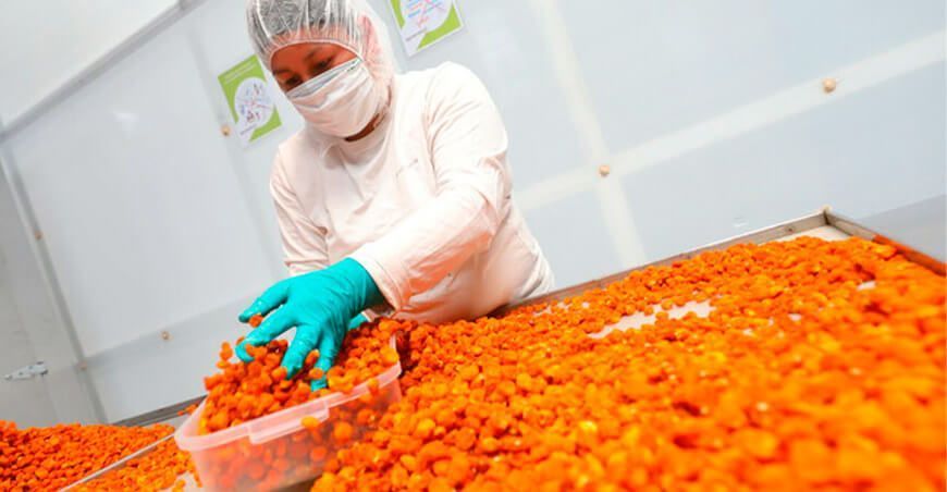 deshidratación de frutas ITP