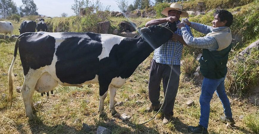 Desparasitarán 1600 cabezas de ganado vacuno en Chuquibamba en Arequipa
