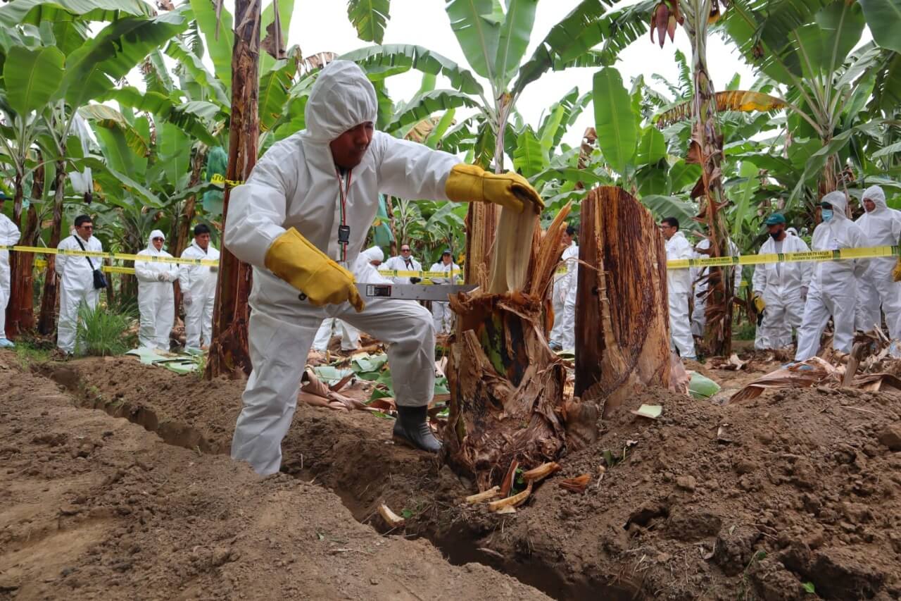 Senasa realiza simulacro de detección y control de Fusarium Raza 4 Tropical hongo banano y plátano