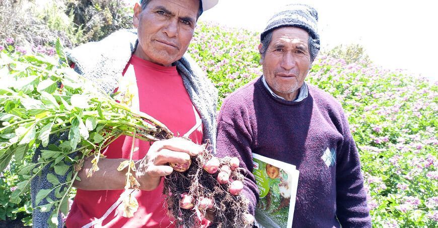 detección de plagas y enfermedades de en cultivo de papa productores de Junín