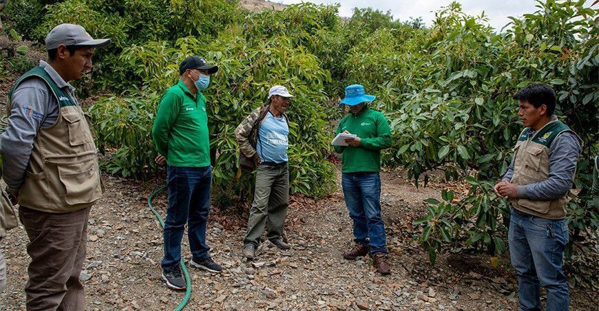 Devida capacitó a productores de palta en Ayacucho