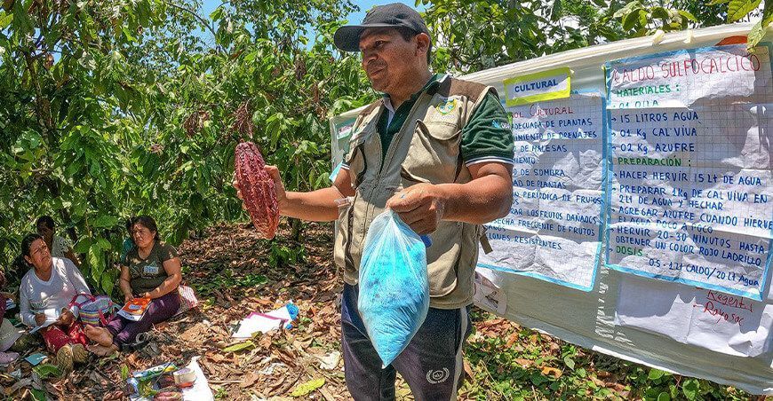 manejo de plagas y enfermedades en el cultivo de cacao Perú