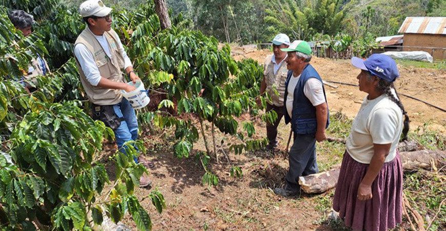 familias mejoran cultivos de café y frutas a través de escuelas de campo de Devida Puno Perú