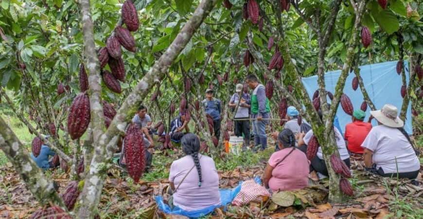 productores de cacao usan abono orgánico Perú