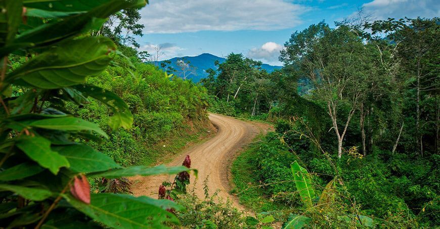 Día Internacional de los Bosques